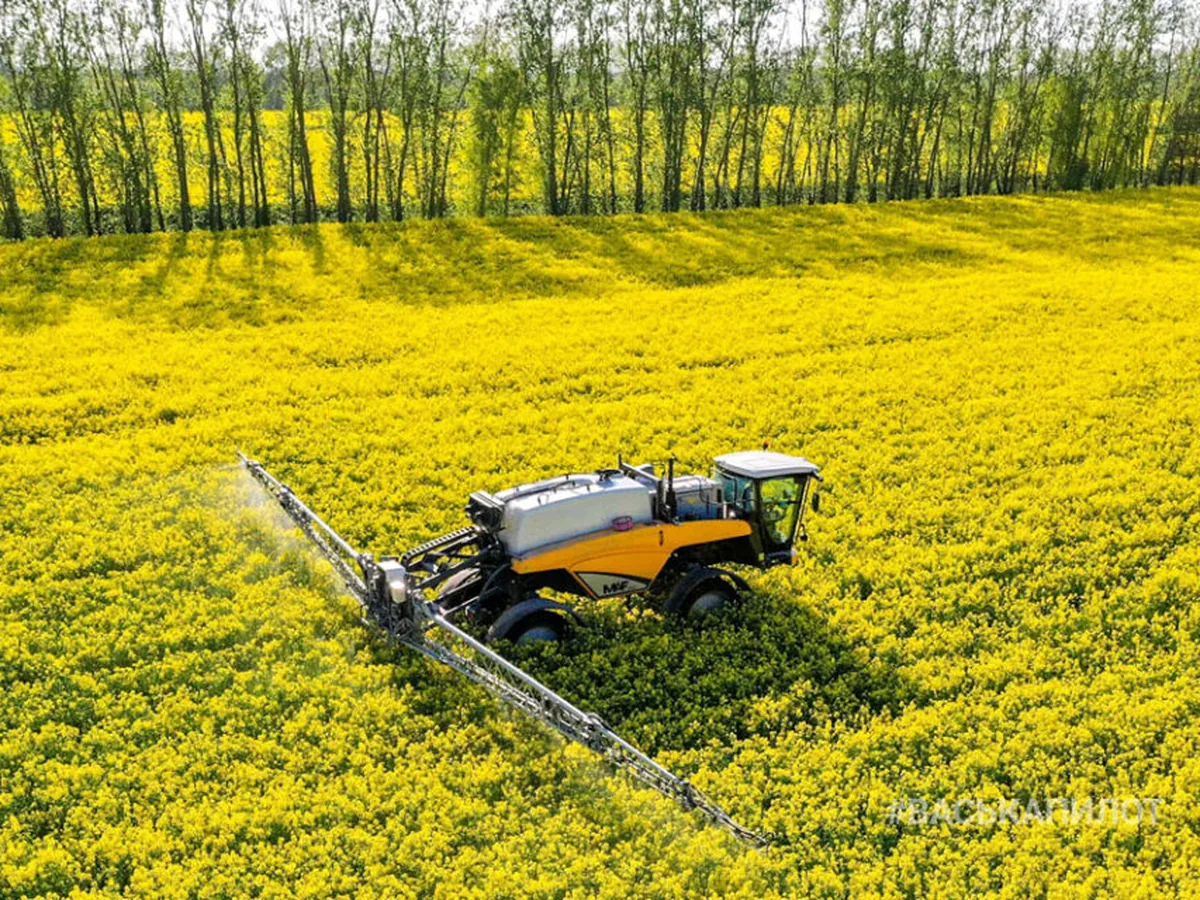 Ілюстративне фото: обприскування поля ріпаку у цвітінні