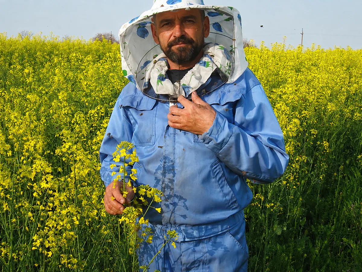 Ілюстративне фото: поле ріпаку у цвітінні